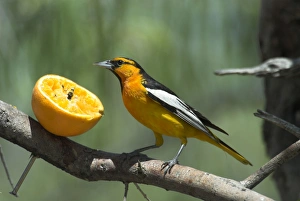 Bullocks Collection: Bullock's Oriole Feeding on orange at garden feeding station Portal, SE Arizona