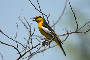 Bullocks Collection: Bullock's Oriole Male singing on branch Portal, SE Arizona