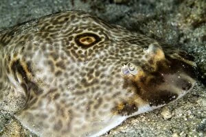 Images Dated 22nd August 2012: Bulls-Eye Electric Ray