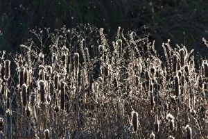 Blowing Gallery: Bulrush with wind blowing seeds