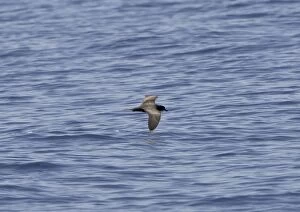 Images Dated 4th September 2008: Bulwer's Petrel - in flight over sea