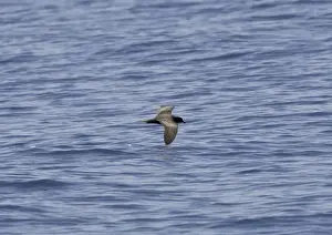 Petrels Prints: Bulwer's Petrel - in flight over sea