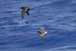 Images Dated 30th June 2011: Bulwer's Petrel and Madeiran Storm-Petrel (Oceanodroma castro) in flight over sea - June - Madeira