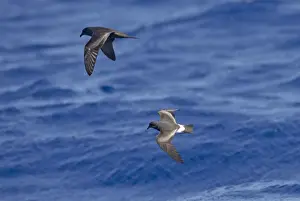 Madeira Prints: Bulwer's Petrel and Madeiran Storm-Petrel (Oceanodroma castro) in flight over sea - June - Madeira