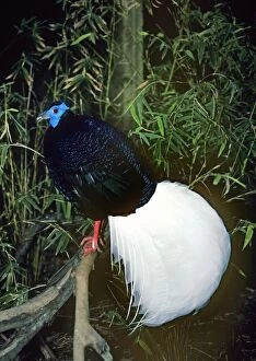 Images Dated 20th July 2007: Bulwer's Wattled Pheasant Borneo