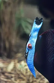 Bulwer's Wattled Pheasant - male