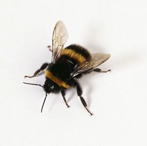 Images Dated 6th August 2004: Bumble Bee