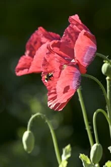 Bumble Bee - approaching opium poppy flower