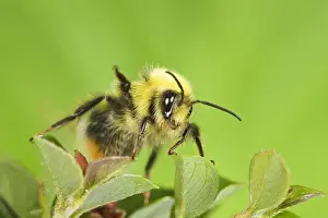 Bumblebees Prints: Bumble Bee - on cotoneaster leaves Norfolk UK