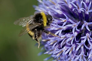 Working Collection: Bumble Bee on Echinopsritro - Probably Bombus terrestris - England - UK - Gathering pollen