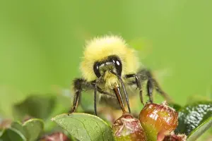 Bumble Bee - feeding from cotoneaster flowers Norfolk UK