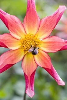 Bumble Gallery: Bumble Bee - feeding on Dahlia flower