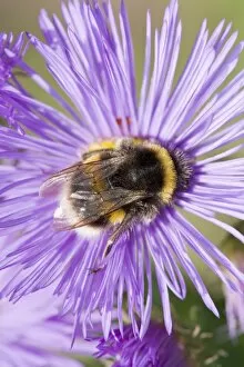 Bumble Bee - feeding on Erigeron flower