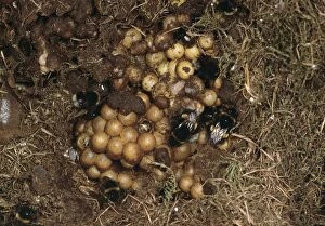 Images Dated 26th April 2005: Bumble Bee Nest
