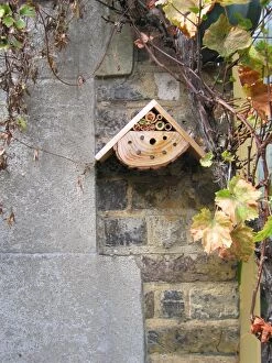 Images Dated 1st September 2006: Bumble Bee Nest Box - in garden UK