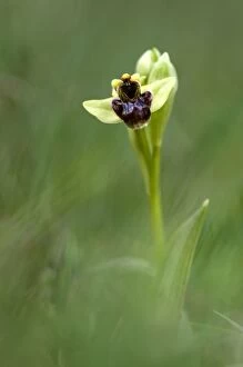 Bumble Gallery: Bumble Bee Orchid