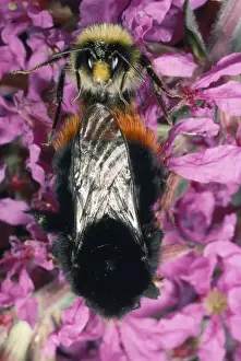 Bumblebee Prints: Bumble Bee - pair mating UK