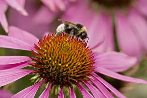 Collecting Prints: Bumble Bee - on Purple Coneflower (Echinacea purpurea)