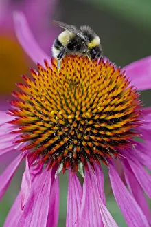 Pollination Prints: Bumble Bee - on Purple Coneflower (Echinacea purpurea)