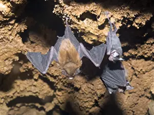 Bumblebee Bats / Kitti's Hog Nosed bats - From left: Female, baby, female with baby - Myanmar (Burma)