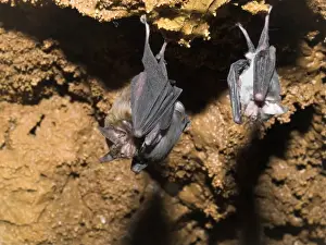 Burma Prints: Bumblebee Bats / Kitti's Hog Nosed bats - From left: Female
