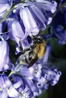 Bumblebee Prints: Bumblebee - on Bluebell