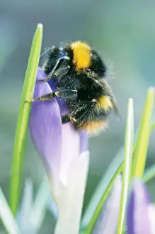Crocus Prints: Bumblebee - on Crocus flower
