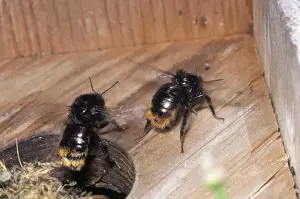 Bumblebee Prints: Bumblebee - fanning nest