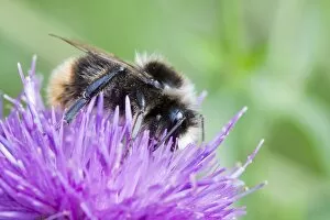 Bumble Bee Gallery: Bumblebee - feeding on Black Knapweed flower in a meadow