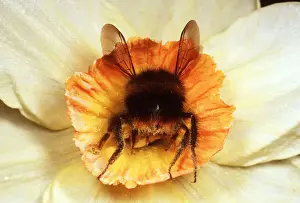Pollenation Prints: BUMBLEBEE - Gathering pollen in Narcissi flower