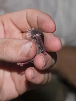 Hand Prints: Bumblebee / Kitti's Hog Nosed Bat - being handled by scientist - Myanmar /Burma