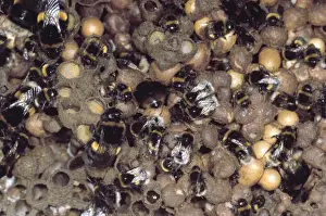 Bumblebee Prints: Bumblebee - nest