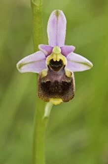 Bee Orchids Gallery: Bumblebee Orchid