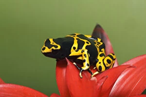 Banded Gallery: Bumblebee Poison Frog, aka Yellow-Banded