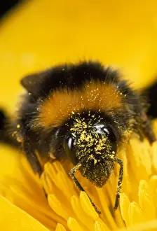 Bumblebee Prints: Bumblebee - with pollen - UK
