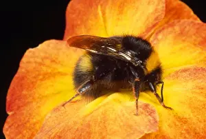 Bumblebee Prints: Bumblebee - on Primula flower - UK