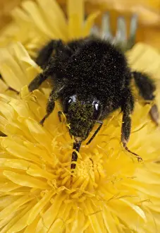 Drinking Nectar Prints: Bumblebee - showing long tongue - UK