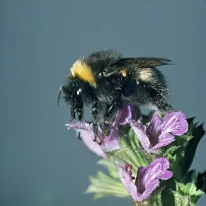 Bumblebee Prints: Bumblebee - showing parasitic mite