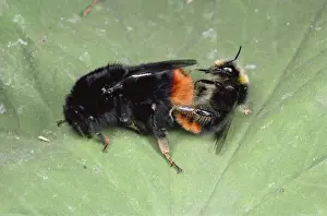 Bumblebees - mating pair, UK