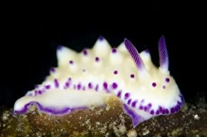 Images Dated 7th January 2014: Bumpy Mexichromis Nudibranch TK3 dive site, Lembeh