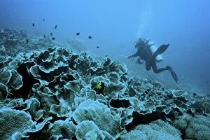 Bunaken Coral reef and diver