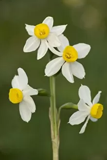 Bunch-flowered narcissus or polyanthus narcissus