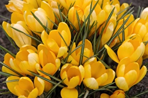 Images Dated 9th August 2006: A bunch of Golden Crocuses - long established garden originals at a Kent garden. March