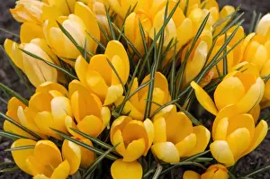 Crocus Prints: A bunch of Golden Crocuses - long established garden originals at a Kent garden. March