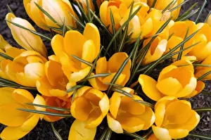 Crocus Prints: A bunch of Golden Crocuses - long established garden originals at a Kent garden. March