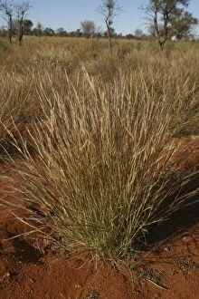 Images Dated 7th June 2003: Bunch Keresene Grass / Mulga Grass / Curly-wire grass Native Australian grass Nthn South