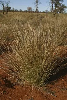 Bunch Keresene Grass / Mulga Grass / Curly-wire grass Native Australian grass Nthn South Australia, Australia