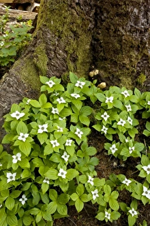 Bunchberry / Western Bunchberry Bunchberry / Western Bunchberry
