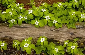 Bunchberry / Western Bunchberry (Cornus unalaschkensis), previously included in Cornus canadensis; covered with raindrops. Cascade Mountains, Oregon