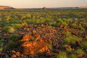 Bungles View - panoramic view of spinifex-covered ridges and the western escarpment of the Bungle Bungle Range from Kungkalanyi Lookout at sunset. After a bushfire